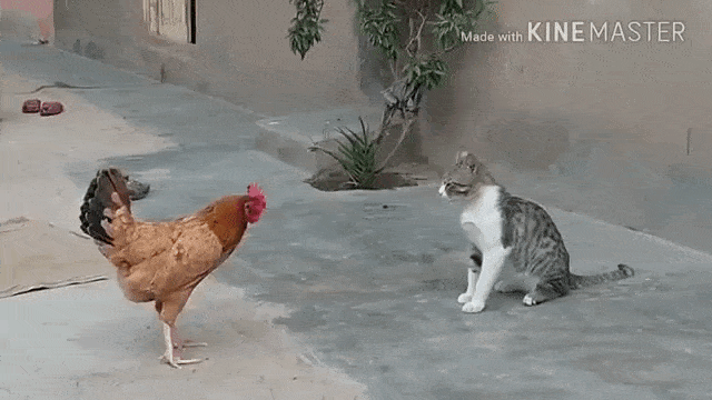 1678184535557.gif